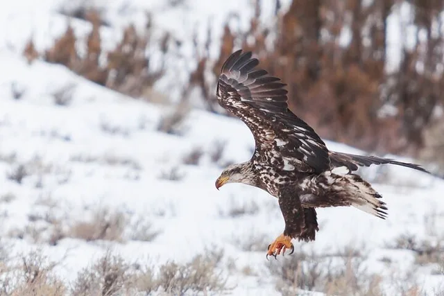 Gardiner Yellowstone Winter Wildlife Safari - Image 3