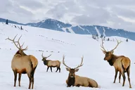 Grand Teton Wildlife Safari & Snowshoe Experience thumbnail 3