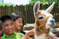 Houston CityPASS: Explore 5 Attractions thumbnail 4