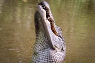 New Orleans Swamp Boat Tour Adventure thumbnail 1