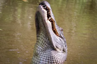 New Orleans Swamp Boat Tour Adventure