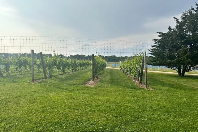 Long Island Private Winery Tour - Image 3