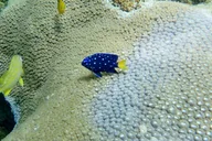 Fort Lauderdale Snorkel Experience thumbnail 4