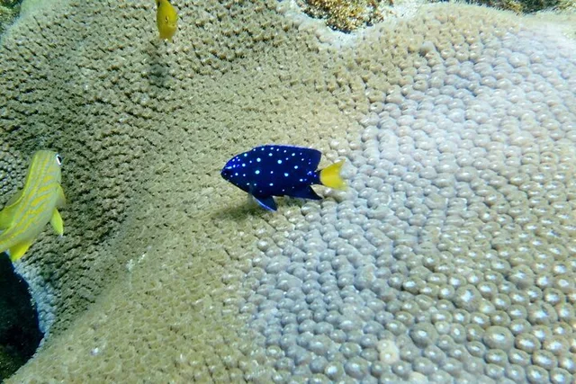 Fort Lauderdale Snorkel Experience - Image 4