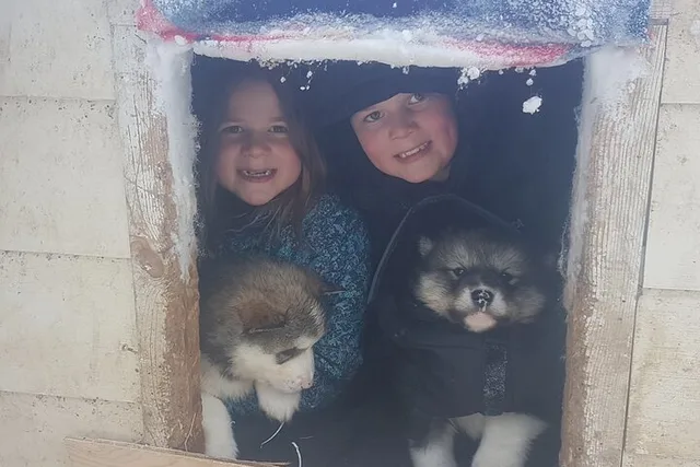 Fairbanks Dogsled Adventure with Homestead Tour - Image 5