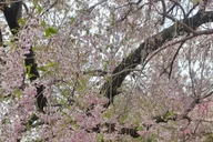 New York Central Park Pedicab Tour thumbnail 2