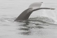San Diego Whale Watching and Dolphin Tour thumbnail 2