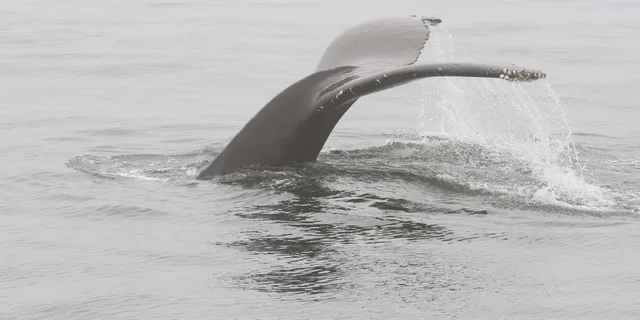 San Diego Whale Watching and Dolphin Tour - Image 2