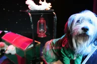Las Vegas Comedy Pet Theater thumbnail 4