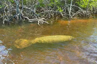 Naples Manatee Sightseeing and Wildlife Boat Tour thumbnail 2