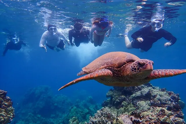 Maui Kayak and Snorkel Tour (3 hr) - Image 2