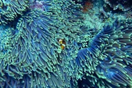 Miami Snorkeling Adventure for Beginners 2 hr thumbnail 3