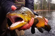 Jackson Hole Fishing Trip thumbnail 3
