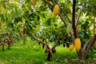 Oahu Chocolate Farm Tour with Tasting thumbnail 3