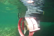 Crystal River Snorkeling Tour with Manatees thumbnail 6