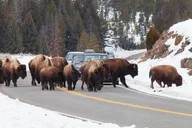 Bozeman Yellowstone Winter Wildlife Safari thumbnail 5