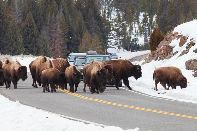 Bozeman Yellowstone Winter Wildlife Safari - Image 5