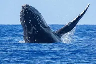 Kona Whale Watching Tour Midday 2 hr thumbnail 3
