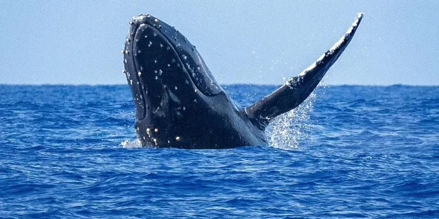 Kona Whale Watching Tour Midday 2 hr - Image 3