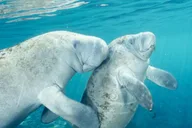 Orlando Manatee Snorkeling Tour with Lunch thumbnail 1