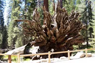 Oakhurst Mariposa Grove and Wawona Tour thumbnail 3