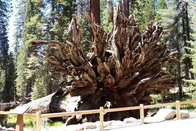 Oakhurst Mariposa Grove and Wawona Tour - Image 3