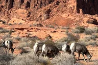 Las Vegas Valley of Fire Private Tour thumbnail 6