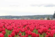 Seattle Tulip Festival Day Trip thumbnail 1