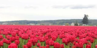 Seattle Tulip Festival Day Trip