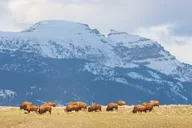 Jackson Hole Wildlife Safari thumbnail 5