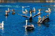 Redondo Beach Glass Bottom Boat Ride thumbnail 6