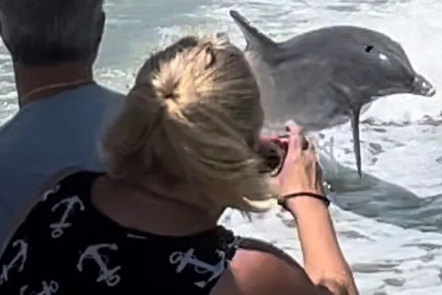 Marco Island Wild Dolphin Tour - Image 3
