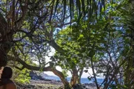 Pāhoa Tide Pool Hike and Jungle Adventure thumbnail 6