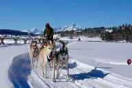Jackson Hole Dogsledding Tour with Hot Chocolate thumbnail 3