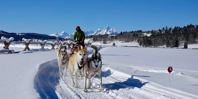 Jackson Hole Dogsledding Tour with Hot Chocolate - Image 3