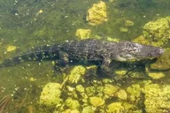Key West Wildlife and Nature Day Tour thumbnail 3
