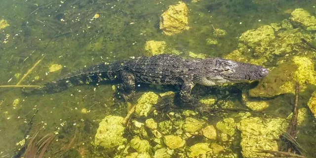 Key West Wildlife and Nature Day Tour - Image 3
