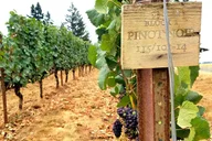 Willamette Valley Wine Tour thumbnail 3