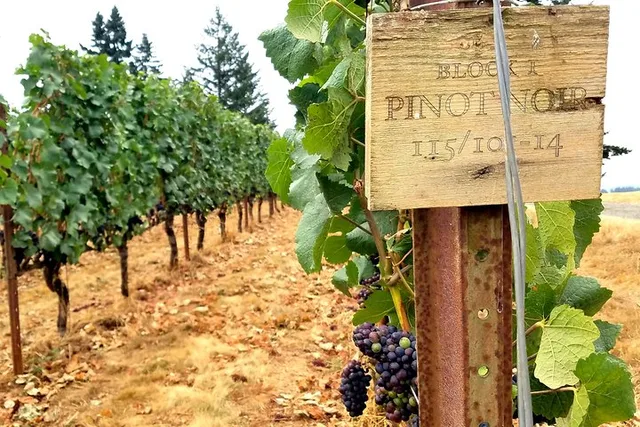 Willamette Valley Wine Tour - Image 3