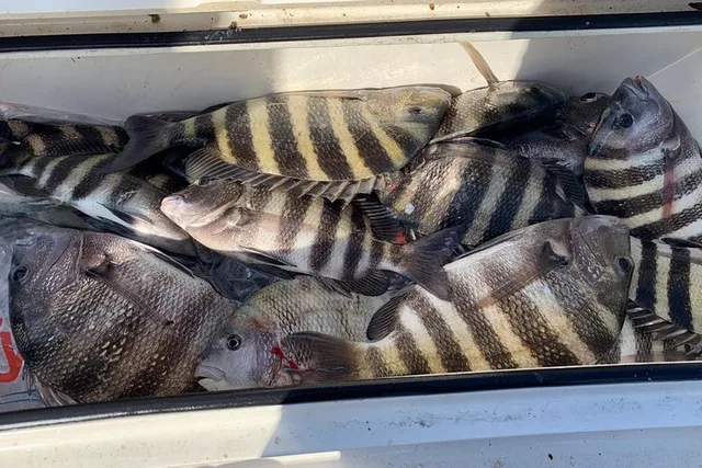 St. Augustine Fishing Charter - Image 5