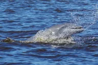 Daytona Beach Halifax River Wildlife Boat Tour thumbnail 2