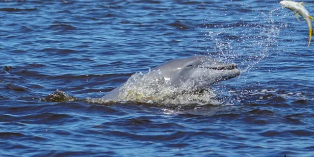 Daytona Beach Halifax River Wildlife Boat Tour - Image 2