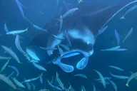 Kailua-Kona Manta Ray Snorkeling Night Tour thumbnail 4