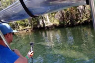 Crystal River Manatee Viewing Cruise 90 Min thumbnail 1