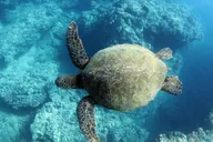 Oahu Zipline and Snorkel Adventure thumbnail 6