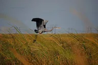 Florida Everglades Airboat Ride thumbnail 4