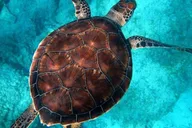 Key West Snorkel Adventure with Seafood Boil and Open Bar thumbnail 5