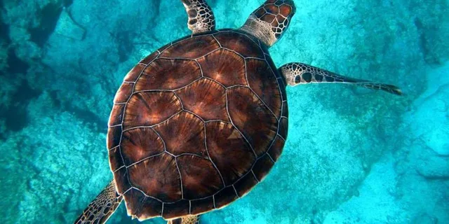 Key West Snorkel Adventure with Seafood Boil and Open Bar - Image 5