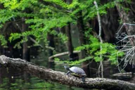 Myrtle Beach Waccamaw River Pontoon Boat Tour 1 hr thumbnail 2