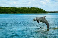 Miami Everglades Tour with Wet Walk and Boat Trips thumbnail 2